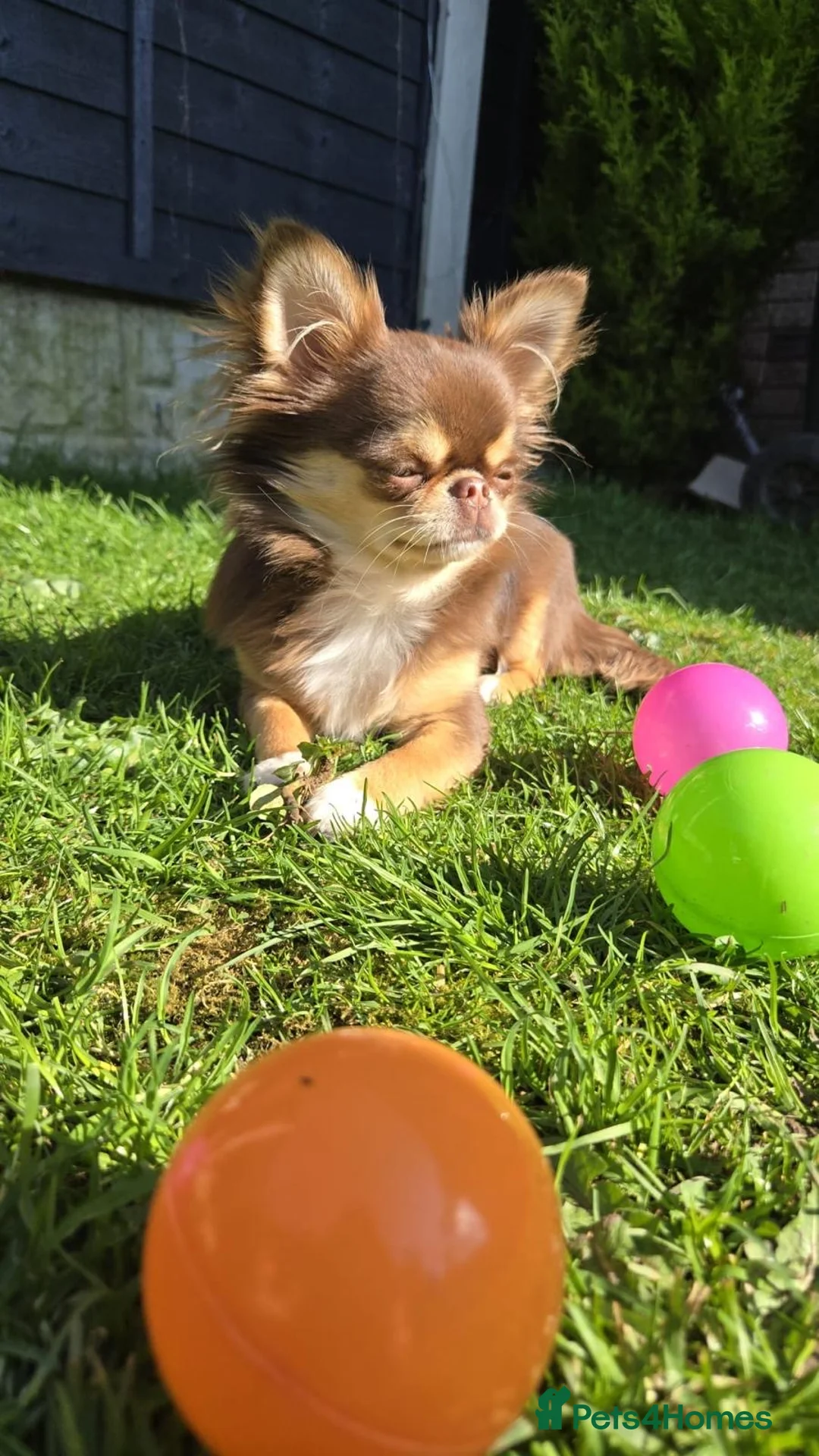 Chihuahua dogs for stud: Russian blood, Russian import stud - Advert 23