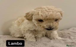 Maltipoo dogs for sale: Adorable F1B Merle** Maltipoo Puppies for sale - Image 4