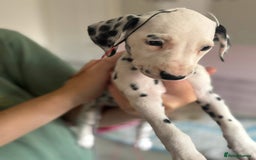 Dalmatian dogs for sale: Dalmatian Puppies 1 GIRL LEFT - Image 4