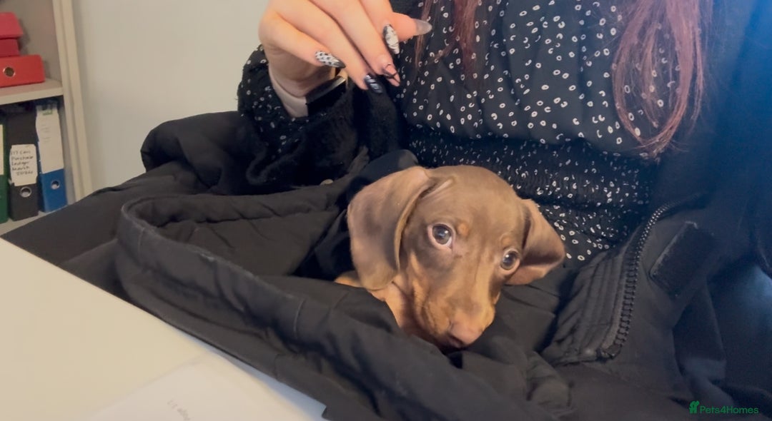 Miniature Dachshund dogs for sale: Rehome of Oliver - Advert 6