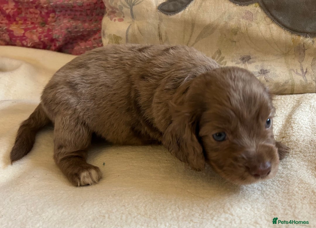 Cocker Spaniel dogs for sale: STUNNING WORKING COCKER SPANIEL PUPS - Advert 16