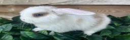 Mini Lion Lop rabbits for sale: Gorgeous Mini lion lops  - Advert 3
