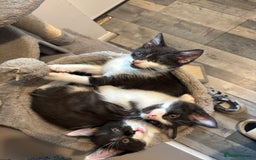 Maine Coon cats for sale: Half Maine coon - Image 1