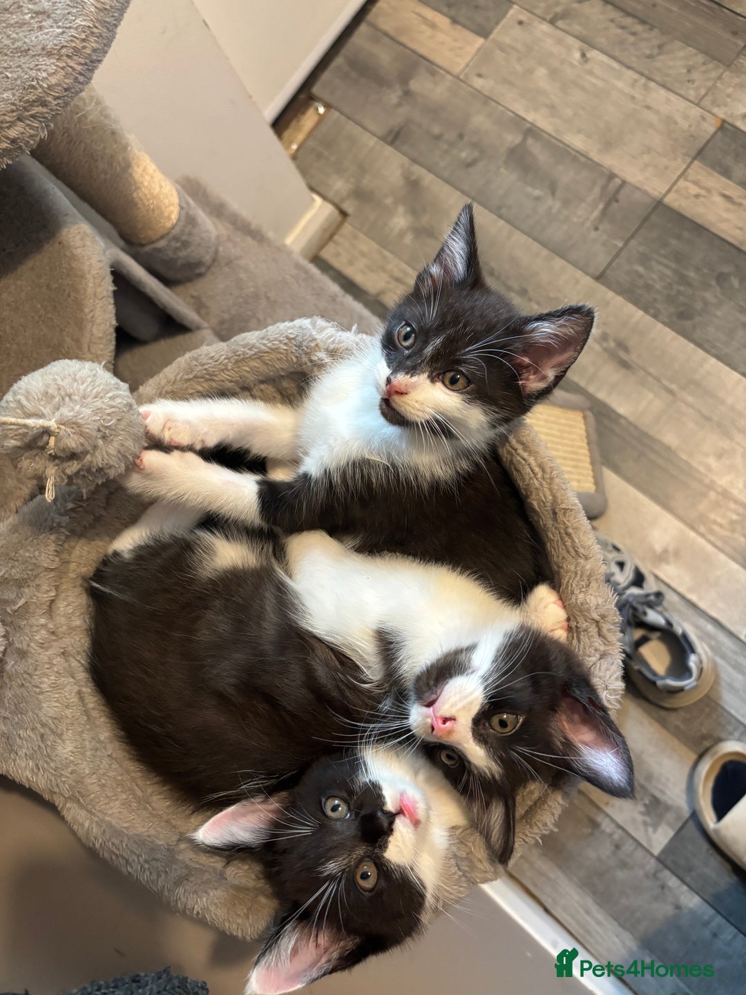 Maine Coon cats for sale: Half Maine coon - Image 1