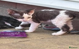 Devon Rex cats for sale: Kittens  - Image 6