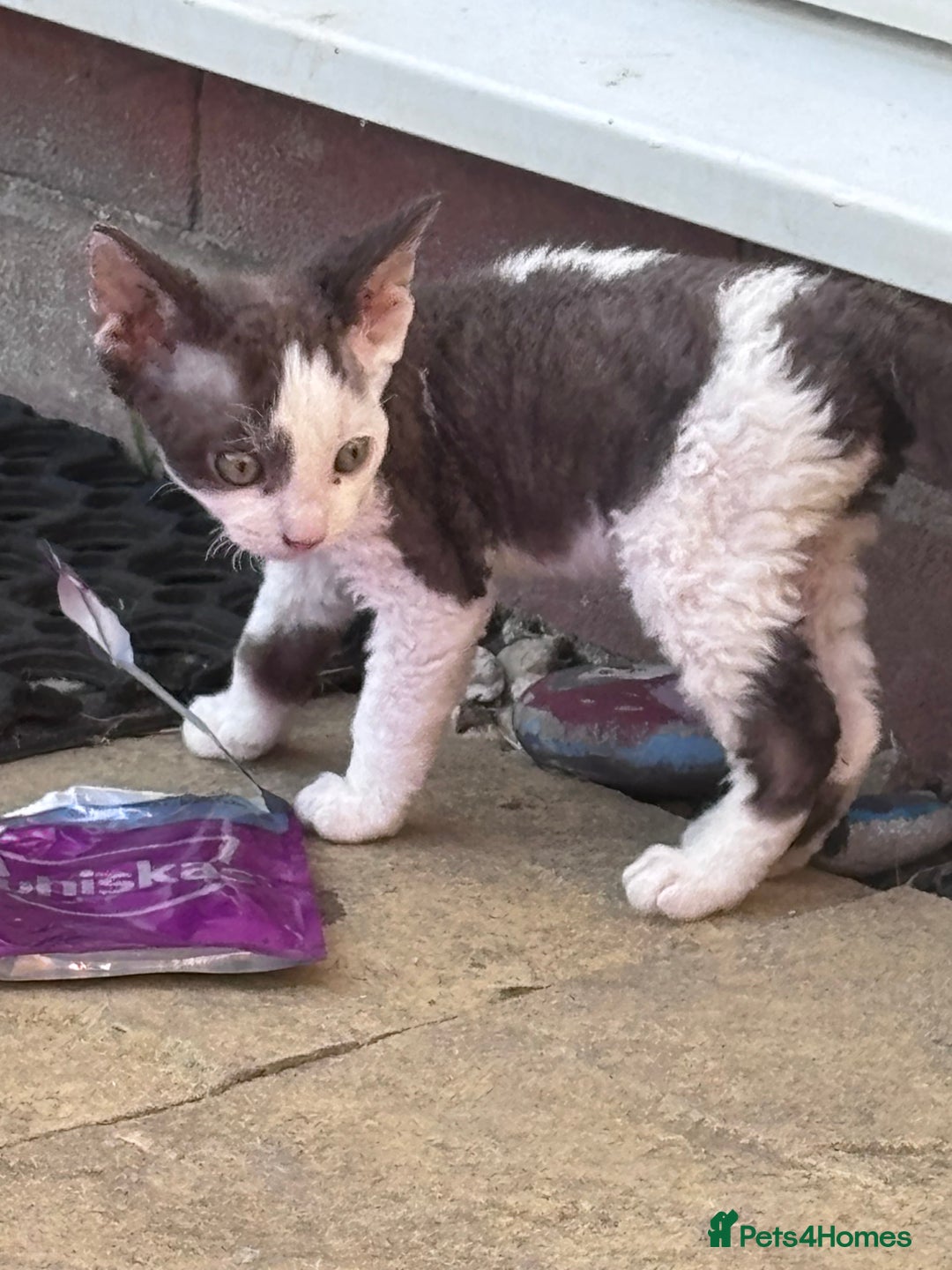 Devon Rex cats for sale: Kittens  - Image 6