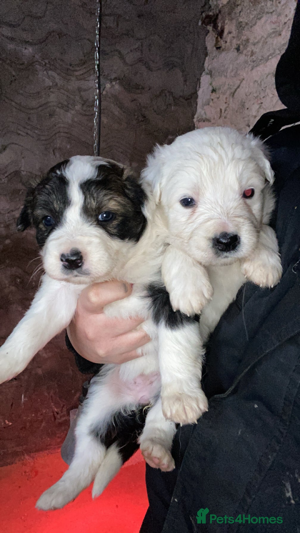 Mixed Breed dogs Australian Shepherd X Border Collie pups 🐶  - Advert 1