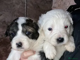 Mixed Breed dogs Australian Shepherd X Border Collie pups 🐶 - Advert 1