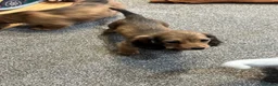 Miniature Dachshund dogs for sale: Cream dapple boy and shaded red girl - Advert 2