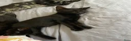 Mixed Breed cats for sale: Beautiful shiny black kittens and one tabby female - Advert 4