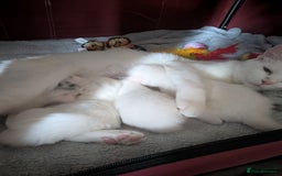 British Longhair cats for sale: Beautiful white kittens - Image 2