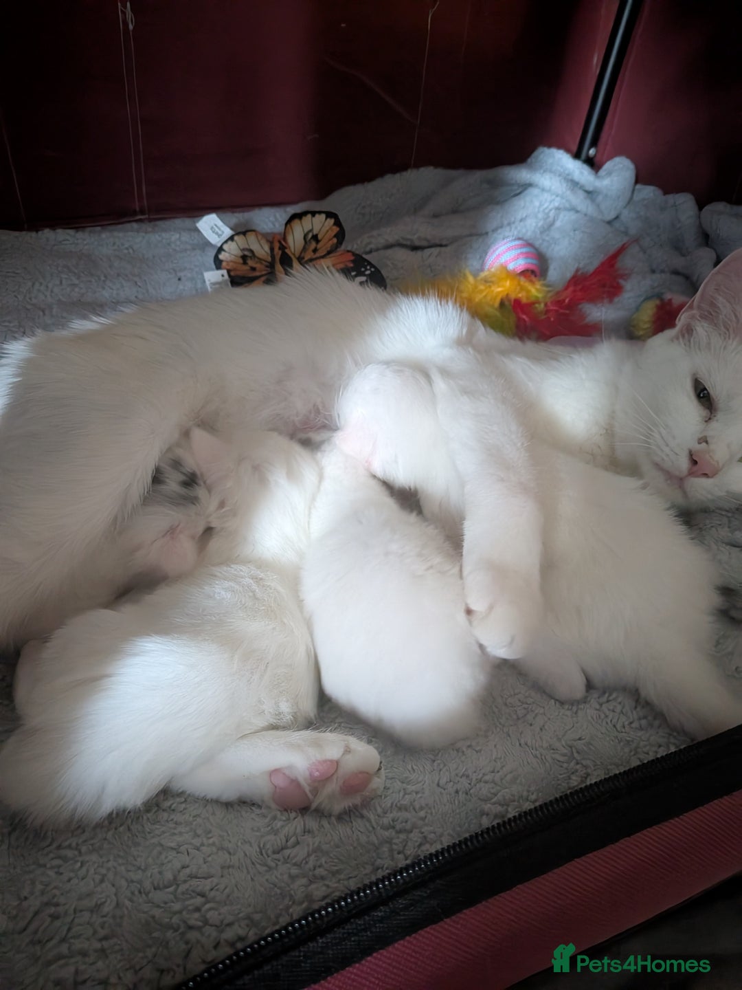 British Longhair cats for sale: Beautiful white kittens - Image 2