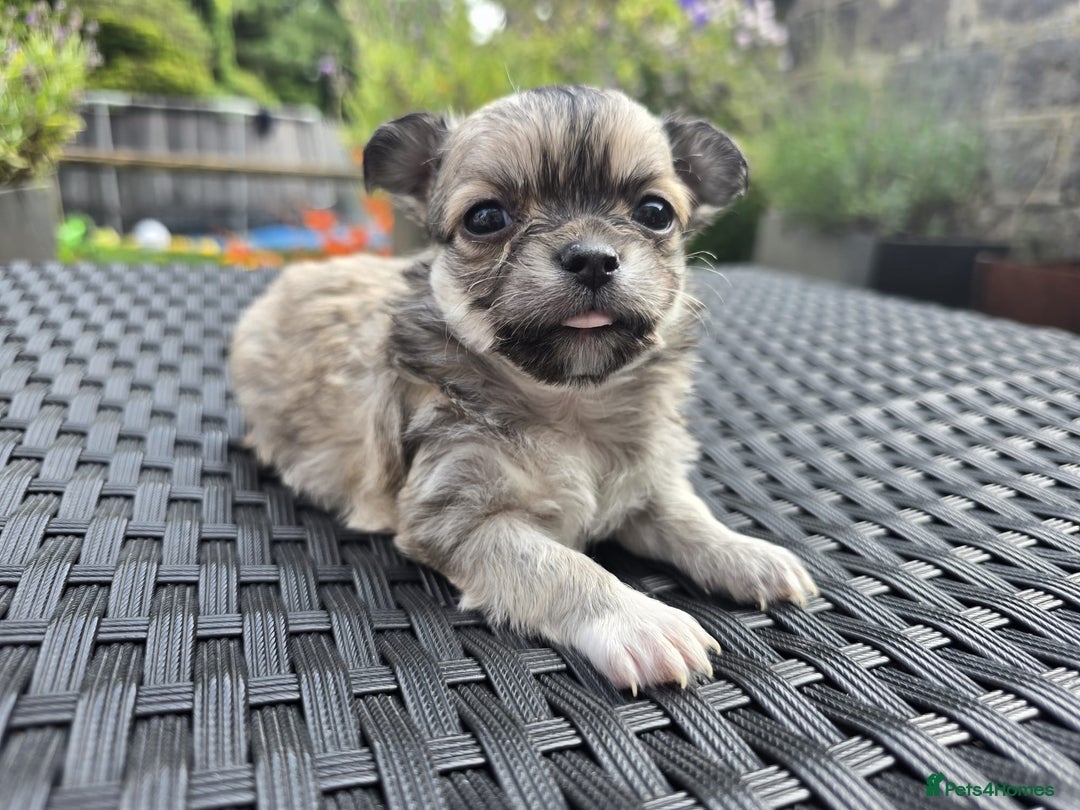 Chihuahua dogs for sale: Beautiful fluffy long haired chihuahuas - Image 28