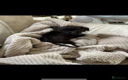 Mixed Breed dogs for sale: Chihuahua x Jack Russell - Image 5