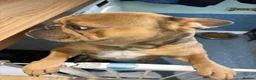Mixed Breed dogs for sale: French bulldog mix rehome - Advert 3