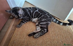 Bengal cats for stud: OUTSTANDING SILVER CHARCOAL BENGAL STUD - Image 10