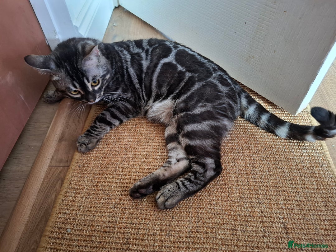 Bengal cats for stud: OUTSTANDING SILVER CHARCOAL BENGAL STUD - Image 10