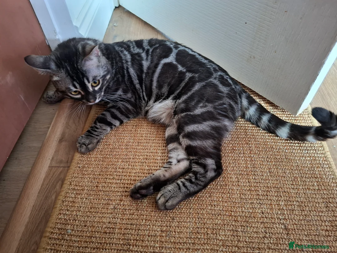 Bengal cats for stud: OUTSTANDING SILVER CHARCOAL BENGAL STUD - Advert 21