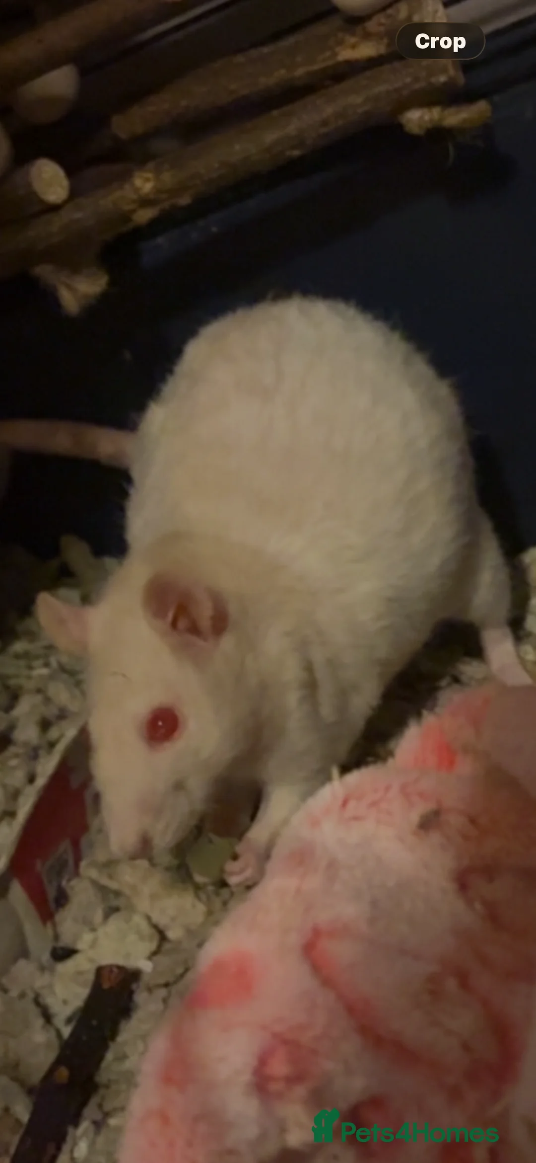 Rat rodents for sale: Two female rats in need rehoming - Advert 5