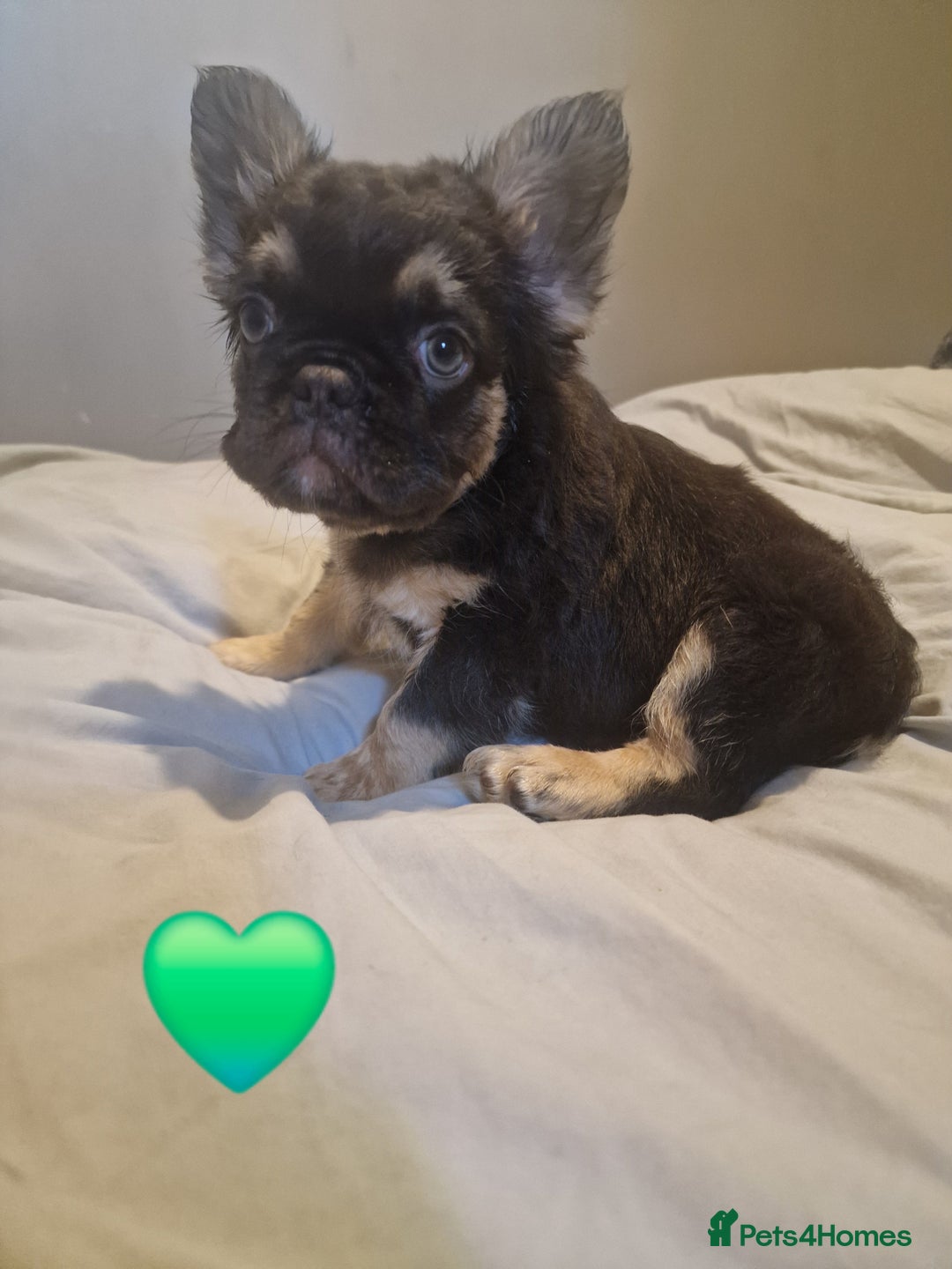 French Bulldog dogs for sale: *LAST2* Fluffy french bulldog puppies - Image 6