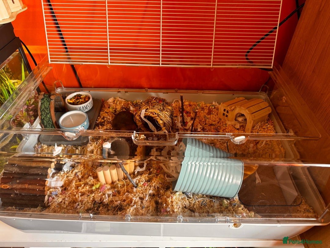 Hamster rodents for sale: Male Syrian hamster - Image 5