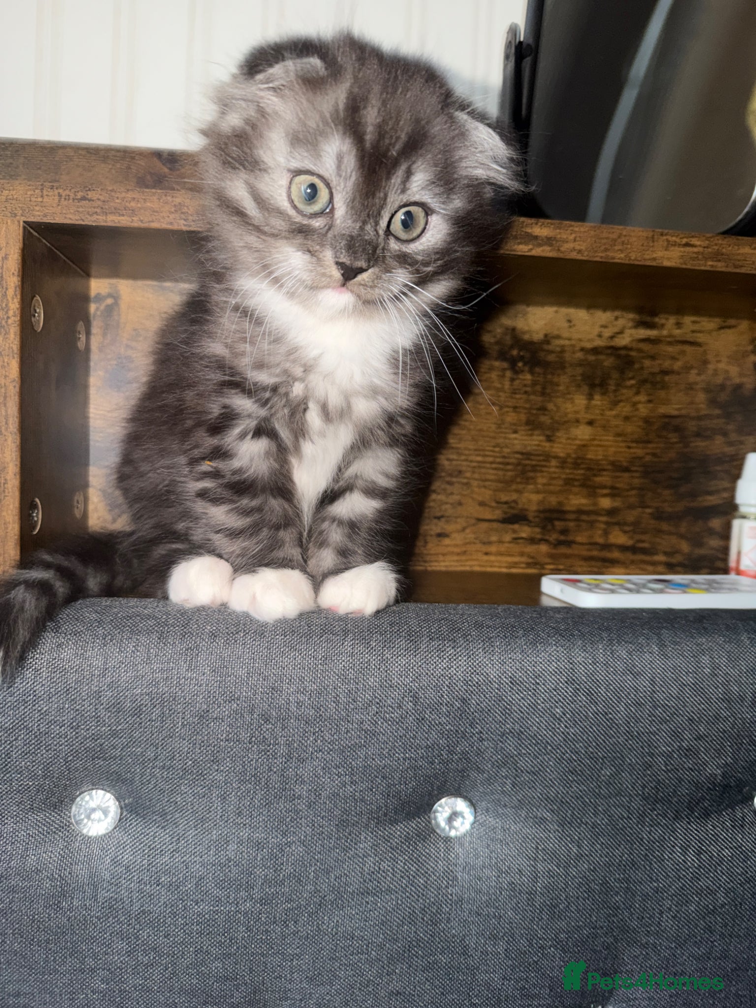 Mixed Breed cats BritishShortHair&ScottishFold Kittens - Advert 6