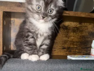 Mixed Breed cats BritishShortHair&ScottishFold Kittens - Advert 6