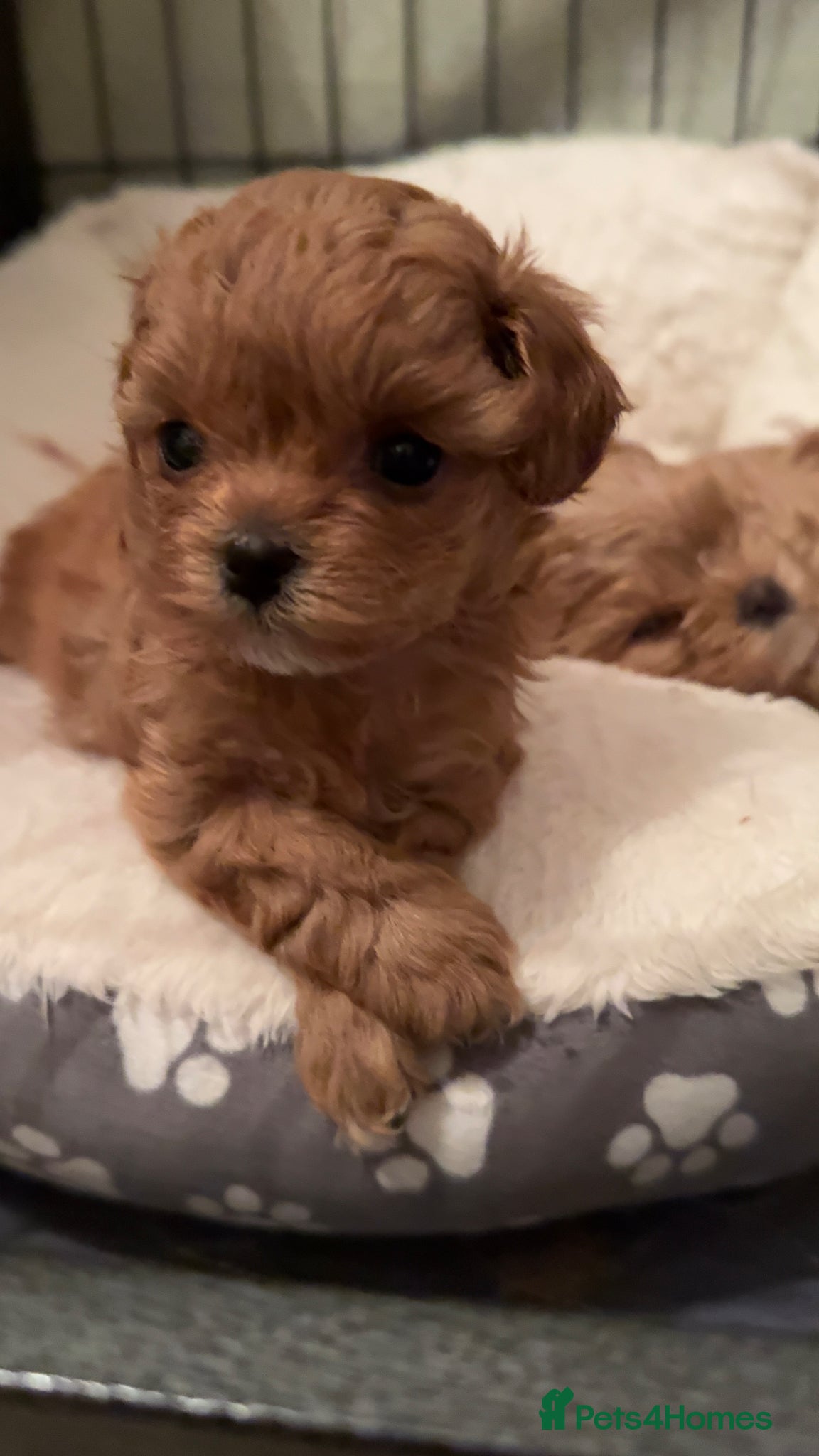 Maltipoo dogs 🧸Outstanding Quality☕️Teddy Face Asian Maltipoo🧸 - Advert 10