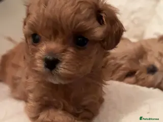 Maltipoo dogs 🧸Outstanding Quality☕️Teddy Face Asian Maltipoo🧸 - Advert 10