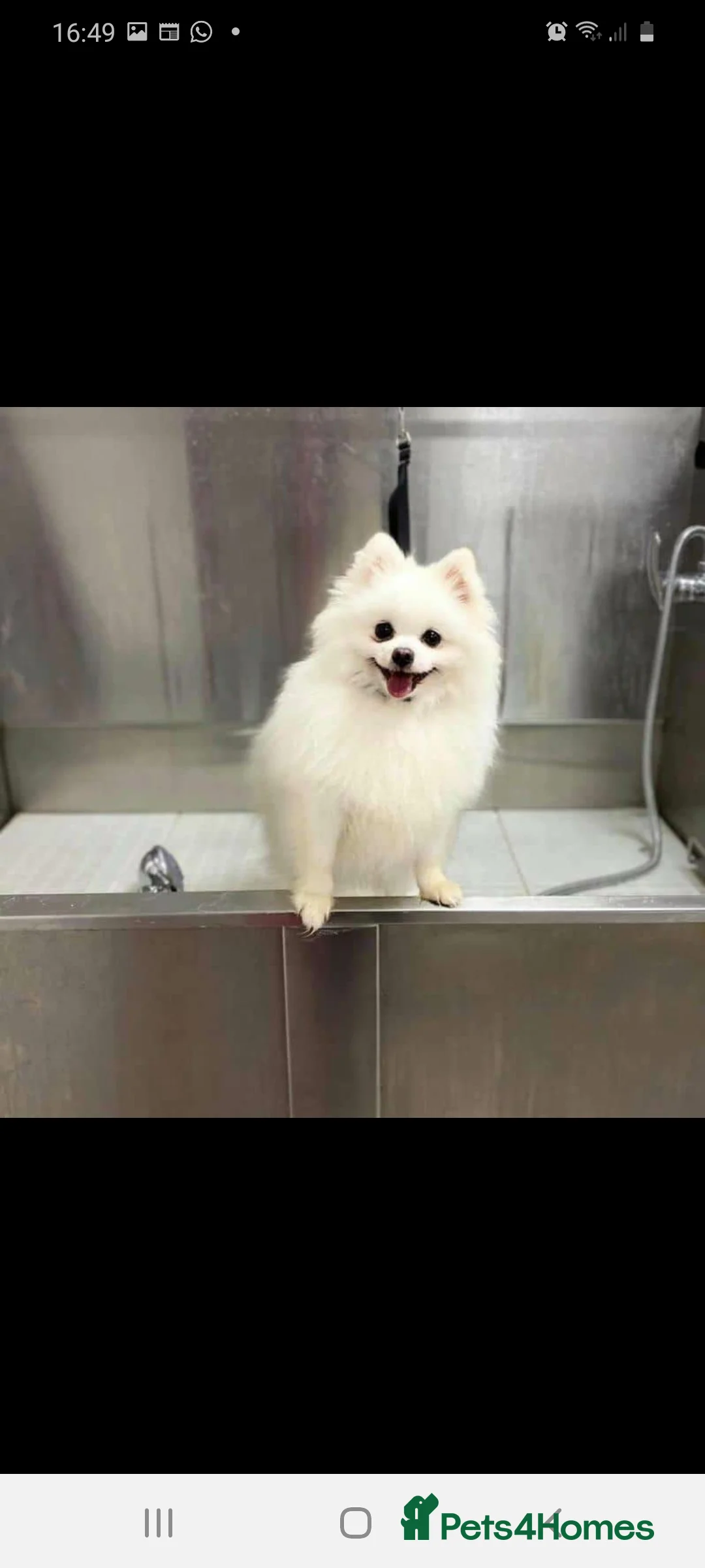 Pomeranian dogs for stud: Best stud around Champions in every generation in Coventry - Advert 3