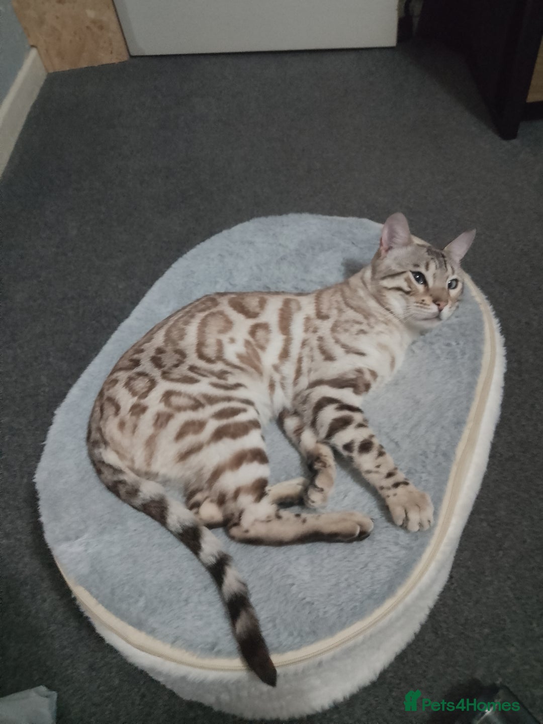 Bengal cats for sale: Purebred Silver and brown male Bengal kittens - Advert 4