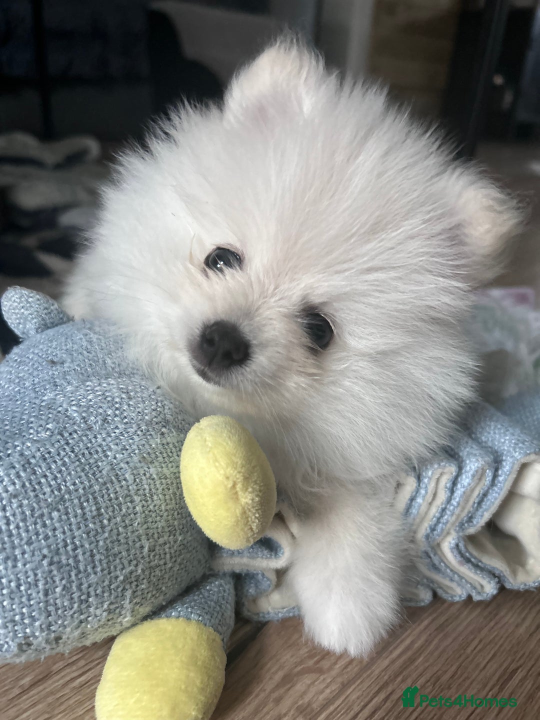 Pomeranian dogs for sale: Adorable White Teddy-Bear Pom Puppies! - Image 40