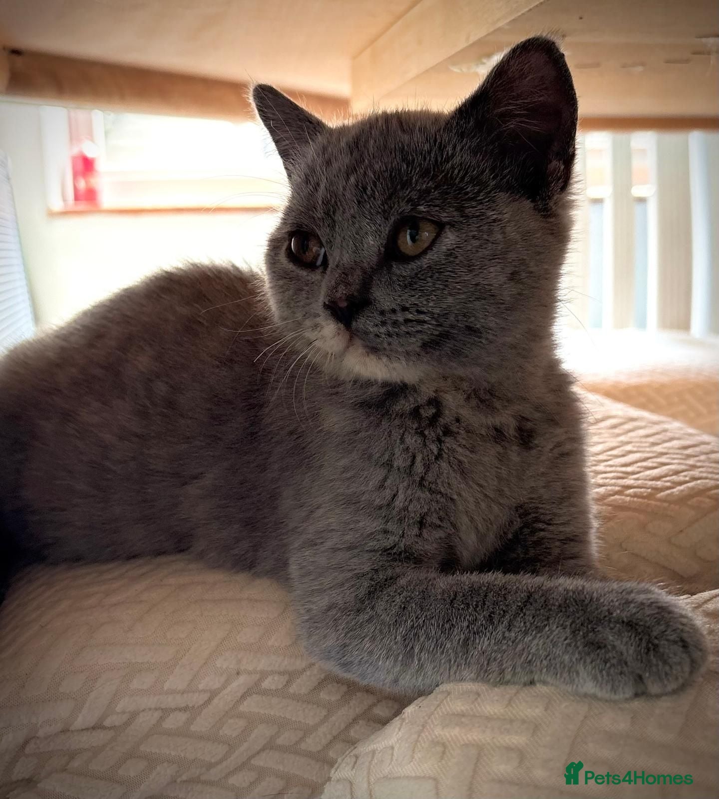 British Shorthair cats Beautiful British Shorthair  - Advert 1