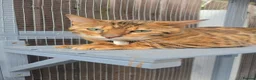 Bengal cats for sale: Exquisite Pedigree Bengal Kittens Waiting List - Advert 9