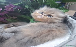 Persian cats for sale: Blue Persian kittens  - Image 10