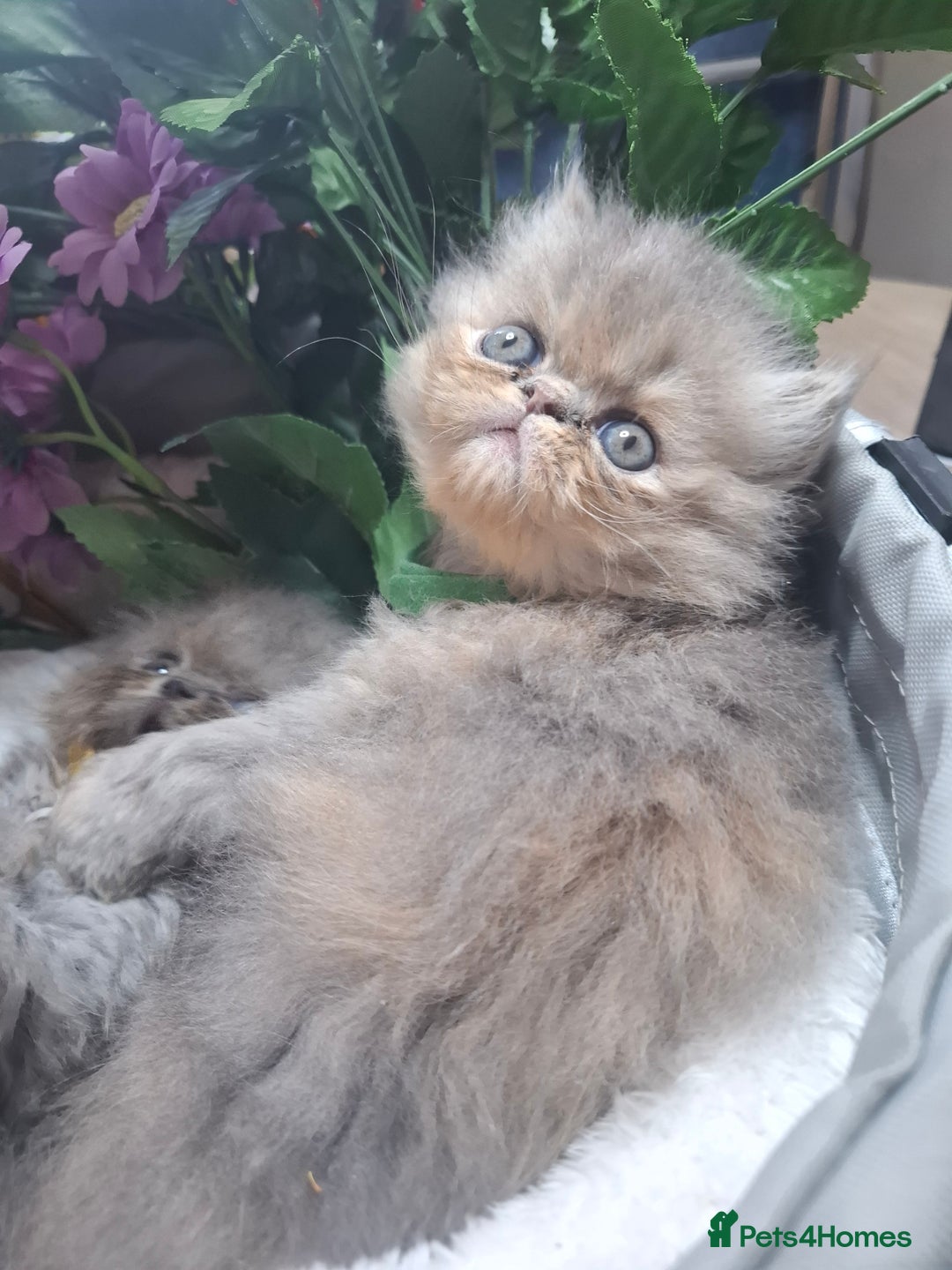Persian cats for sale: Blue Persian kittens  - Image 10