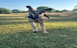 Bloodhound dogs for sale: Bloodhound  - Image 4