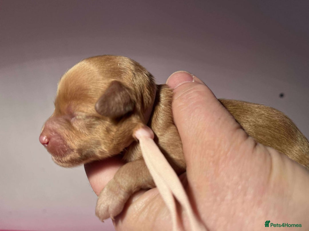 Cavapoo dogs for sale: 5⭐️Licensed+DNA tested+Vet Checked - Image 20