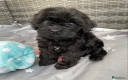 Cavapoo dogs for sale: Extensively Health tested F1 Toy Cavapoo puppies - Image 7