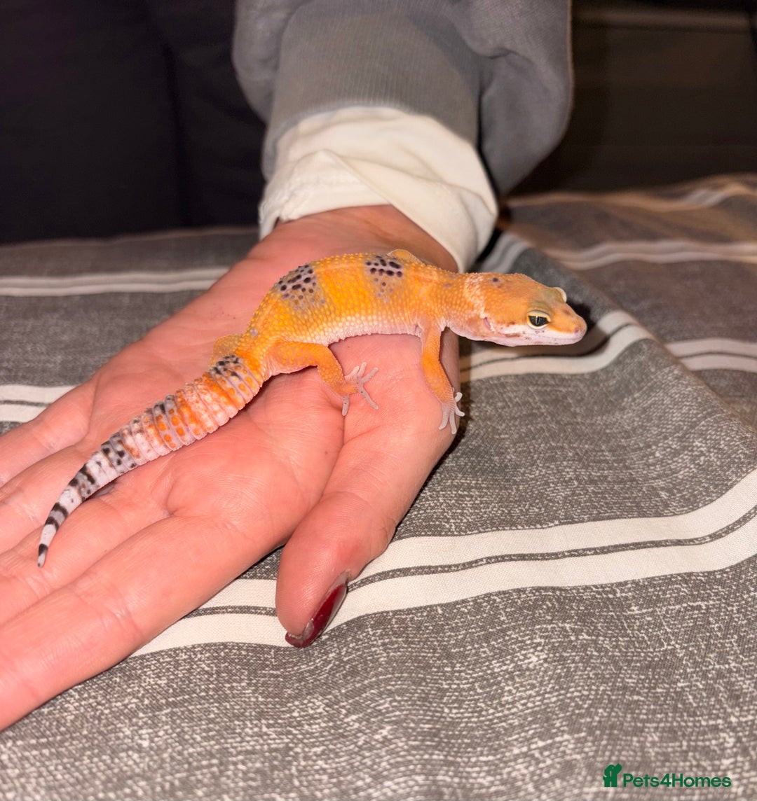 Leopard Gecko reptiles for sale: Male leopard gecko for sale  - Advert 1