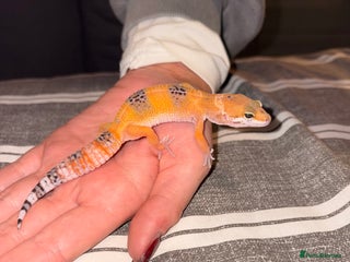 Leopard Gecko reptiles Male leopard gecko for sale - Advert 3