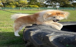 Japanese Akita Inu dogs for sale: Stunning Longcoat  - Image 5