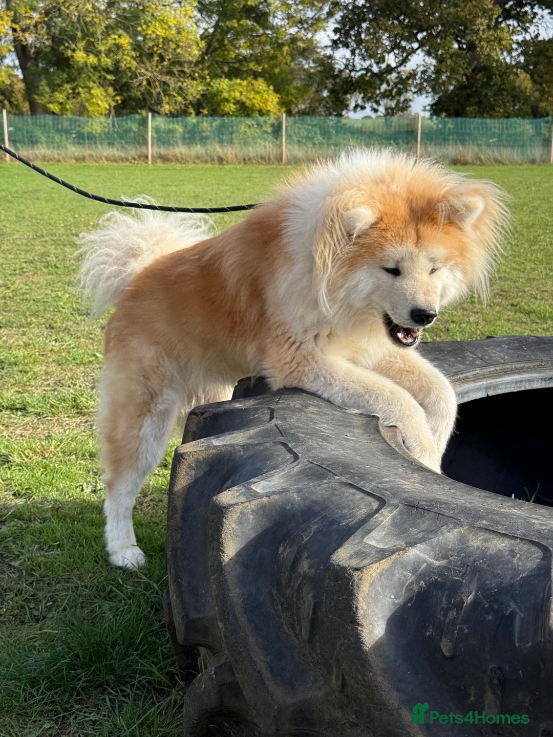 Japanese Akita Inu dogs for sale: Stunning Longcoat  - Image 5