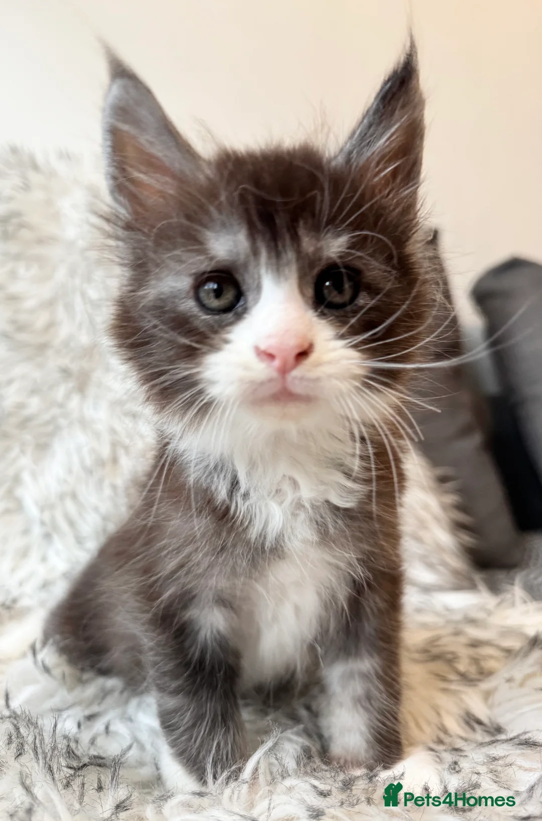 Maine Coon cats for sale: Champions - Bloodline Purebred Maine Coon Kittens - Advert 2