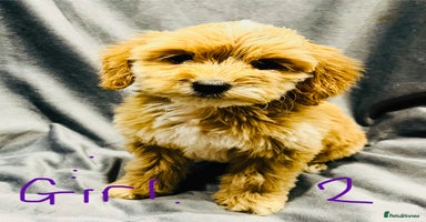 Cockapoo dogs - Advert 13