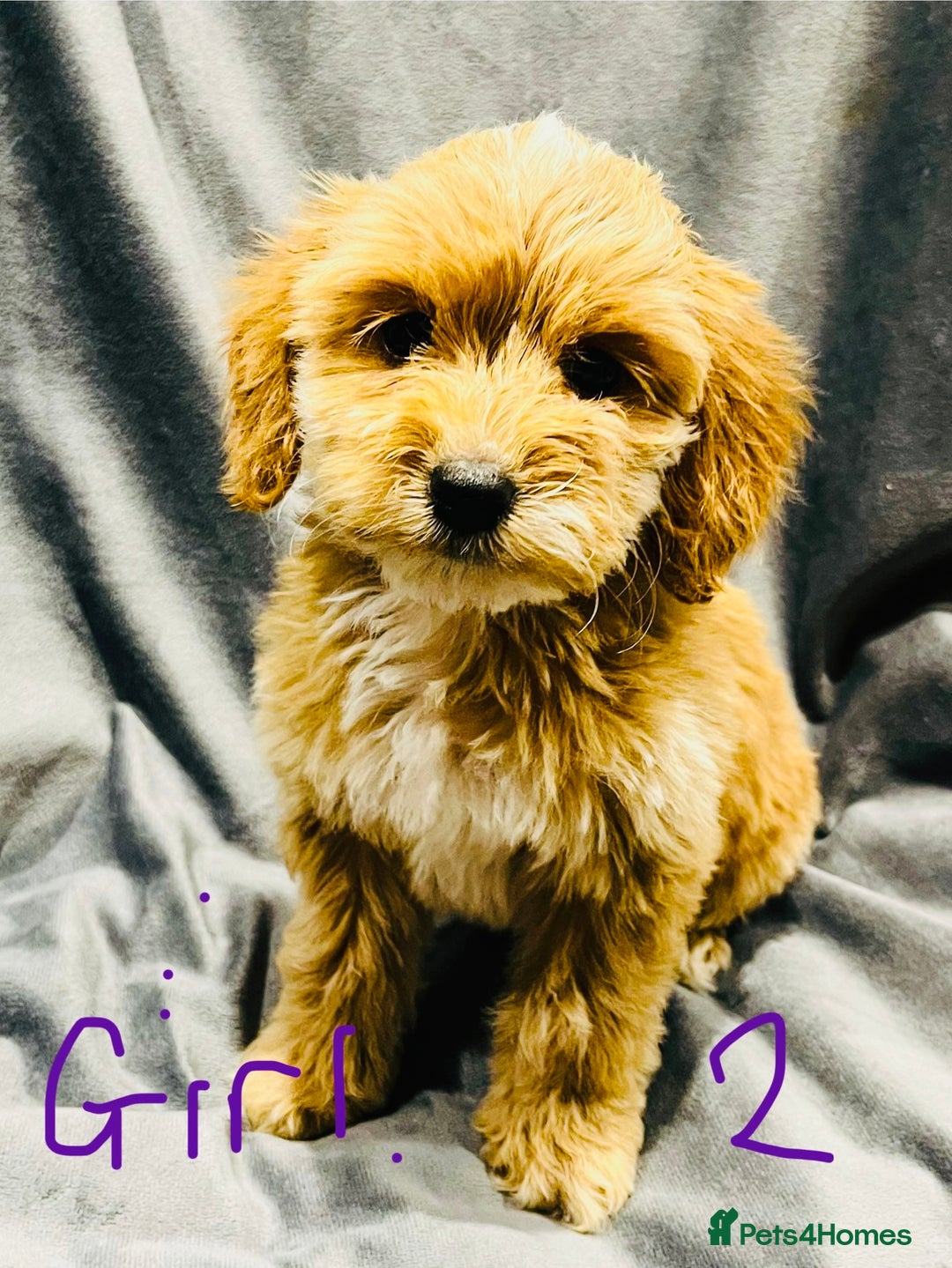 Cockapoo dogs for sale: F1 Show cockapoos(ready now ) - Image 4