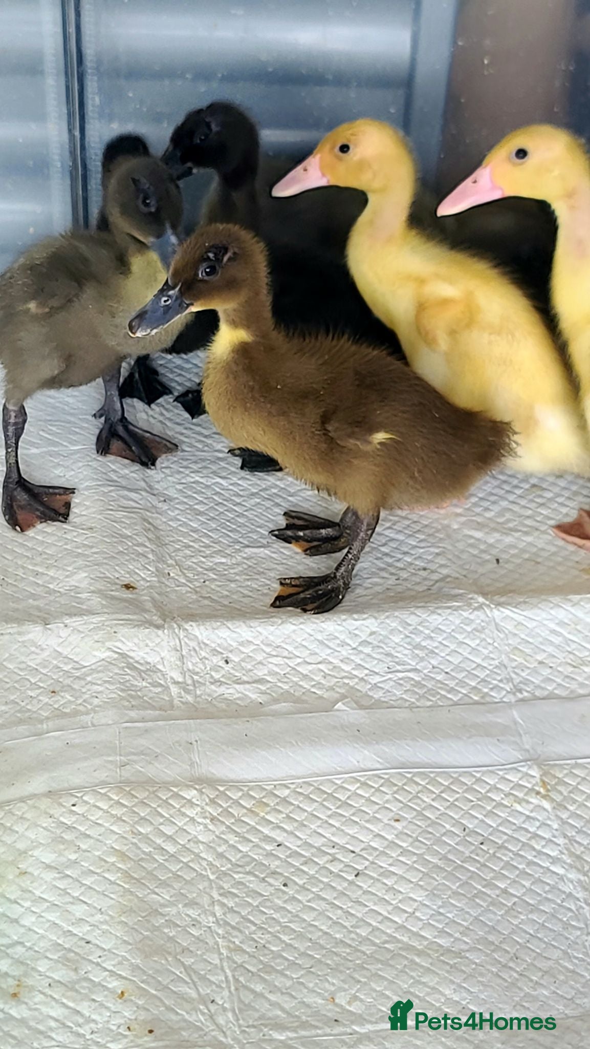 Ducks poultry Mixed Ducklings For Sale - Advert 23