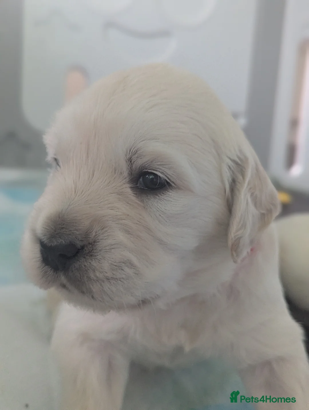 Golden Retriever dogs for sale: 🐾6  Golden Retriever Puppies! 🐾 - Advert 2