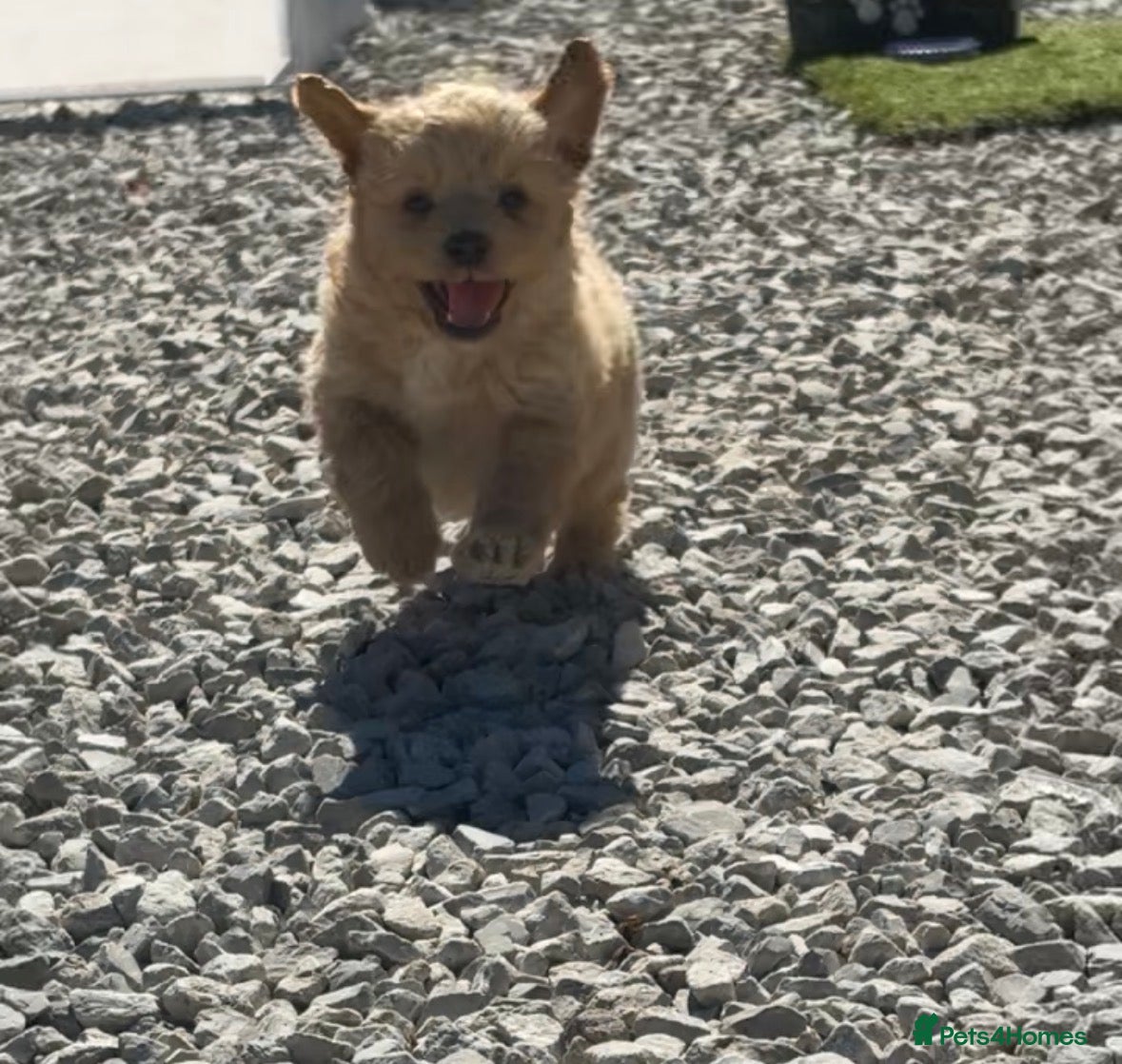 Mixed Breed dogs Ready to leave!!! - Advert 6