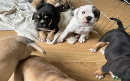 Old Tyme Bulldog dogs for sale: Old Tyme Bulldog puppies for sale - Image 9